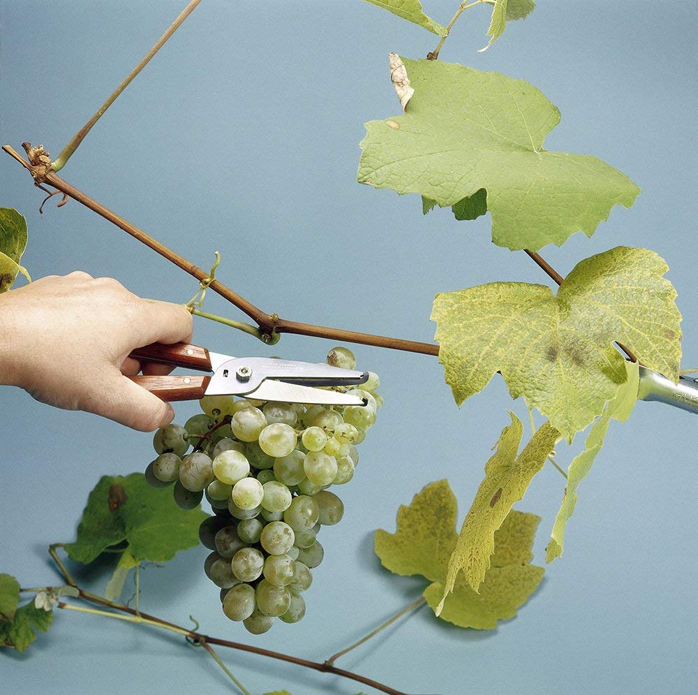 Blom & Druvplockare - VICTORINOX