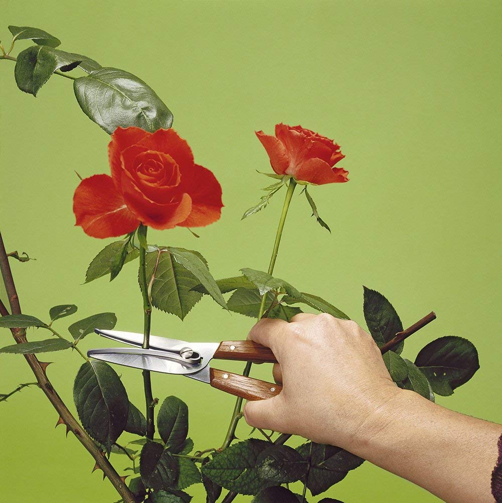 Blom & Druvplockare - VICTORINOX
